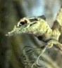 Bogwing picture 1 - 23229 Bytes